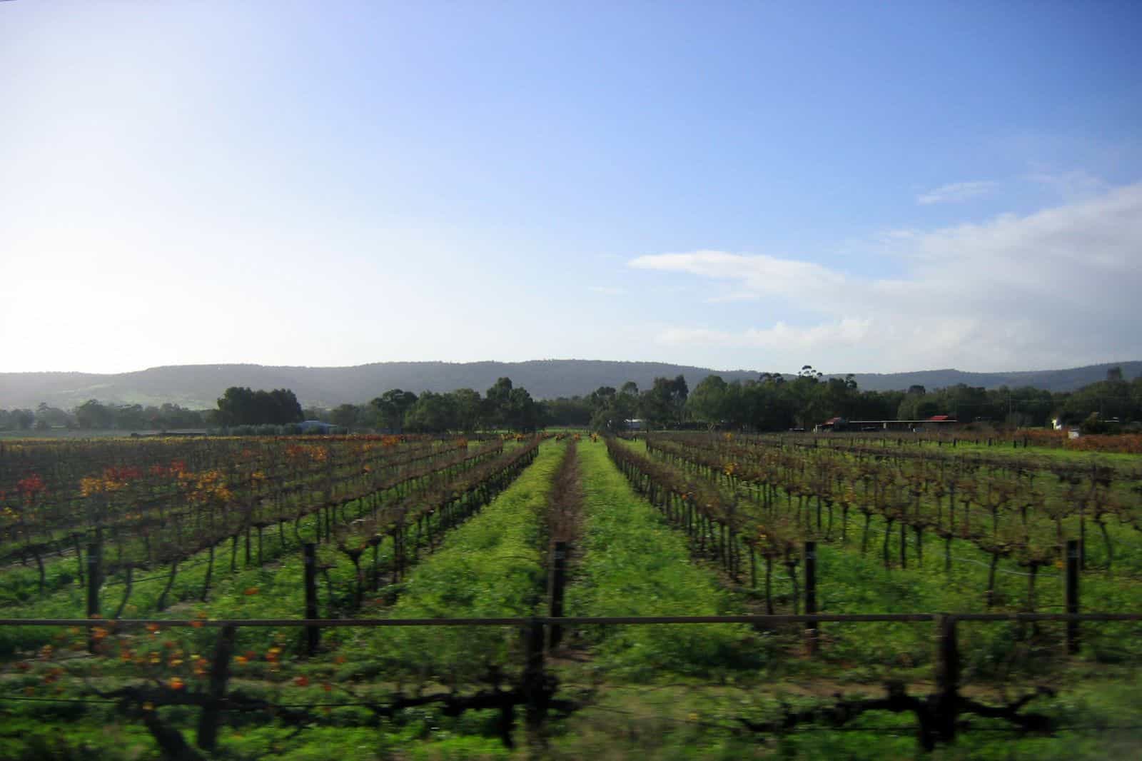 Rows of green grapevines stretching across a flat vineyard in the Swan Valley