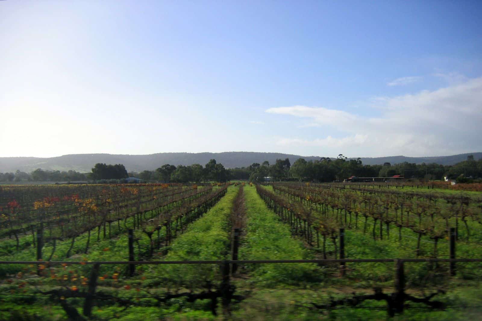 Rows of green grapevines stretching across a flat vineyard in the Swan Valley